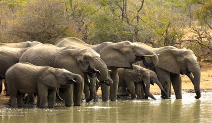 ओडिशा : हाथियों की संख्या में हुई वृद्धि