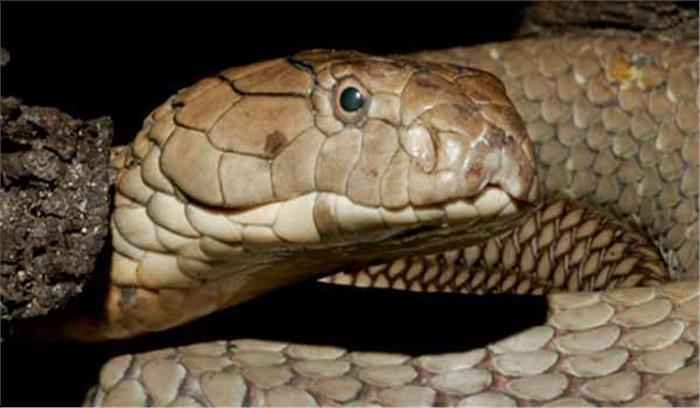 घर में घुसा जहरीला कोबरा सांप, वनकर्मियों ने बाहर निकाला