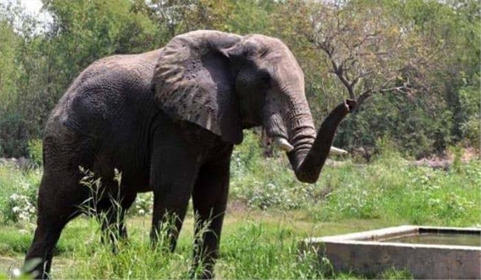 तेज रफ्तार ट्रक ने ली 3 हाथियों की जान