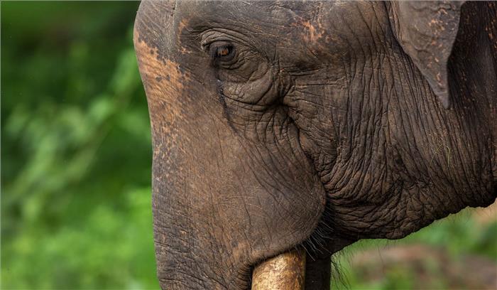 ओडिशा में करंट लगने से मौत सात हाथियों की मौत ओडिशा में करंट लगने से मौत सात हाथियों की मौत