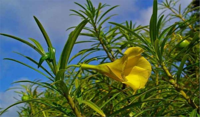 ओडिशा: कनेर का फल खाने से 17 बच्चे बीमार