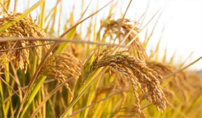 ओडिशा में होगी 55 लाख टन धान की सरकारी खरीद