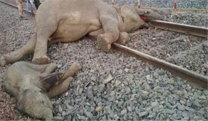 ट्रेन की चपेट में आने से चार हाथियों की मौत