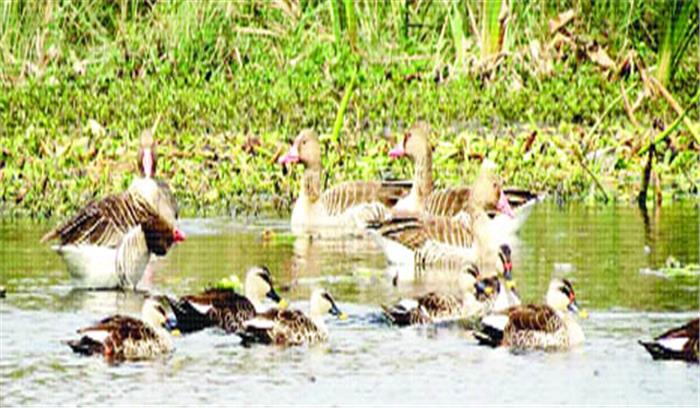 57 प्रजातियों के 15386 पक्षी पहुंचे ओखला पक्षी विहार