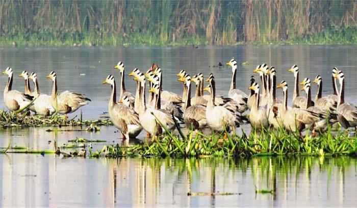 दिसम्बर तक पक्षी विहार का होगा कायापलट दिसम्बर तक पक्षी विहार का होगा कायापलट