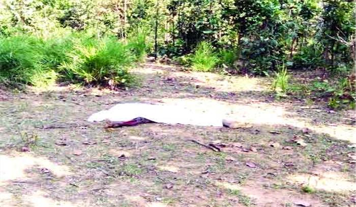 हाथी ने वृद्ध को कुचलकर मार डाला हाथी ने वृद्ध को कुचलकर मार डाला