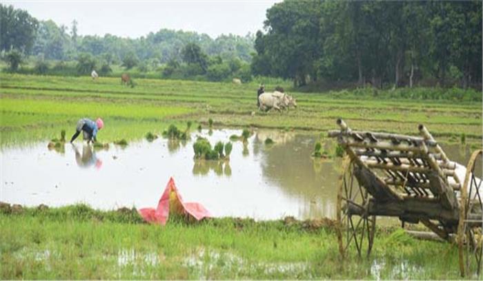 धान का रकबा चालू खरीफ सीजन में 13 फीसदी घटा धान का रकबा चालू खरीफ सीजन में 13 फीसदी घटा