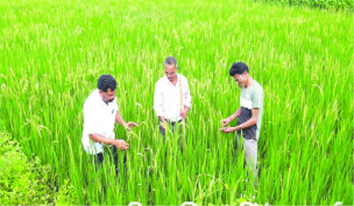 खरोरा : धान में कीटों का प्रकोप, बालियां निकली खरोरा : धान में कीटों का प्रकोप, बालियां निकली