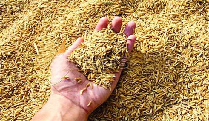 किसानों को तत्काल उपलब्ध कराएं धान बीज:लक्ष्मण पटेल