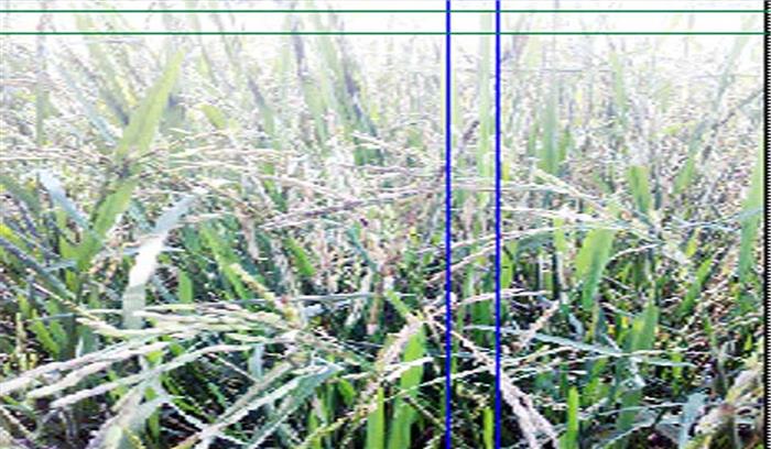 22 गांवों में झुलसा का प्रकोप धान की फसल खराब