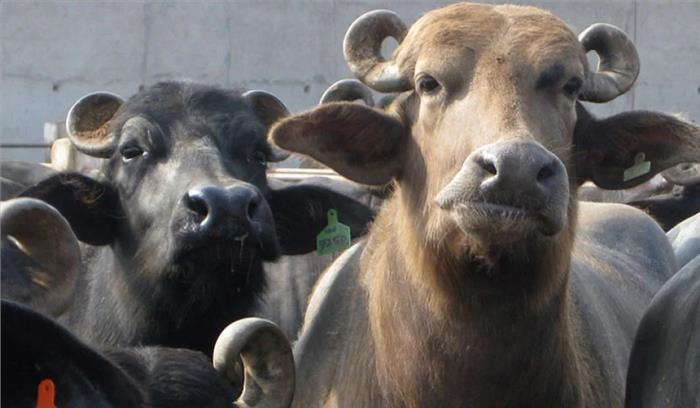 नवाज शरीफ की आठ भैंसों की हुई नीलामी