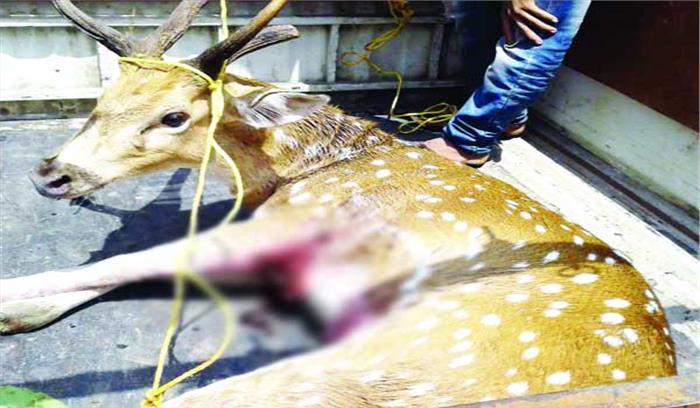 आवारा कुत्तों के हमले में नर चीतल घायल आवारा कुत्तों के हमले में नर चीतल घायल