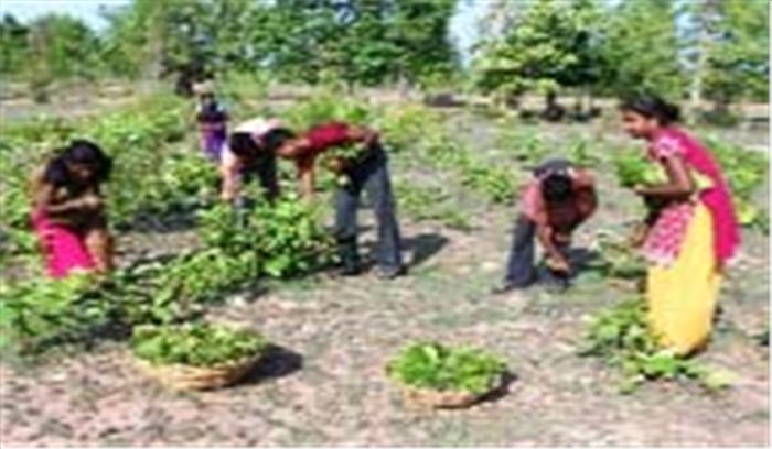 ग्रामीण क्षेत्रों में तेंदूपत्ता तुड़ाई कार्य जारी