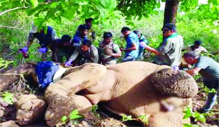 मैनपाट में हथनी को लगाया गया रेडियो कॉलर