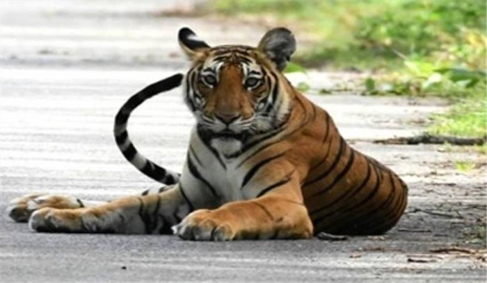 पन्ना राष्ट्रीय उद्यान में बना 55 बाघों का घर