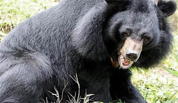 माध्यप्रदेश : पन्ना में भालू के हमले से युवक घायल