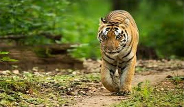 टाइगर रिजर्व क्षेत्र में शिकार की आशंका, अलर्ट घोषित