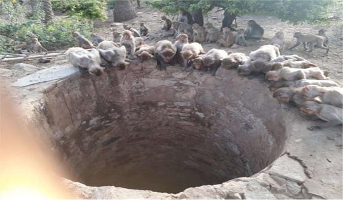 पैंथर बंदर का शिकार करते हुए कुएं में गिरा पैंथर बंदर का शिकार करते हुए कुएं में गिरा