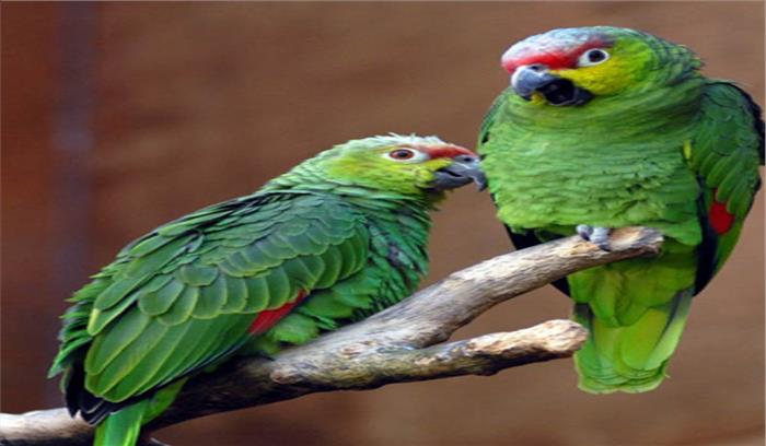 तोते को कैद करने वालों के खिलाफ छापेमारी