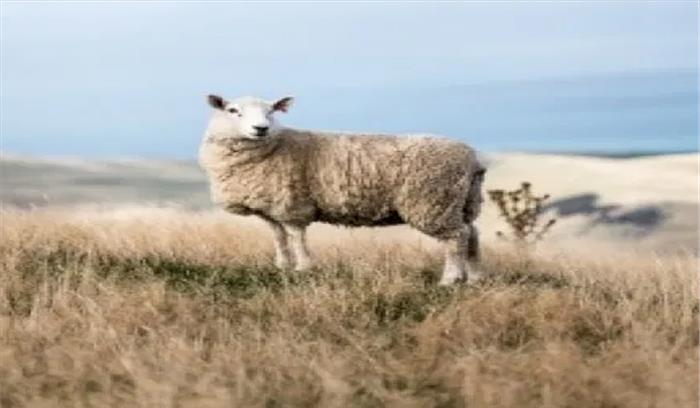 पश्मीना भेड़ों से लेकर सब्जियों पर फोकस, लद्दाख को कैसे आत्मनिर्भर बनाने में जुटी मोदी सरकार?