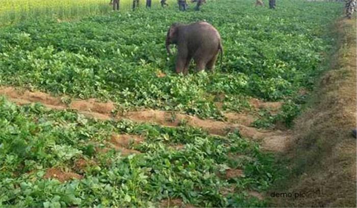 हाथियों के उत्पात से फसल बर्बाद, किसानों में आक्रोश हाथियों के उत्पात से फसल बर्बाद, किसानों में आक्रोश