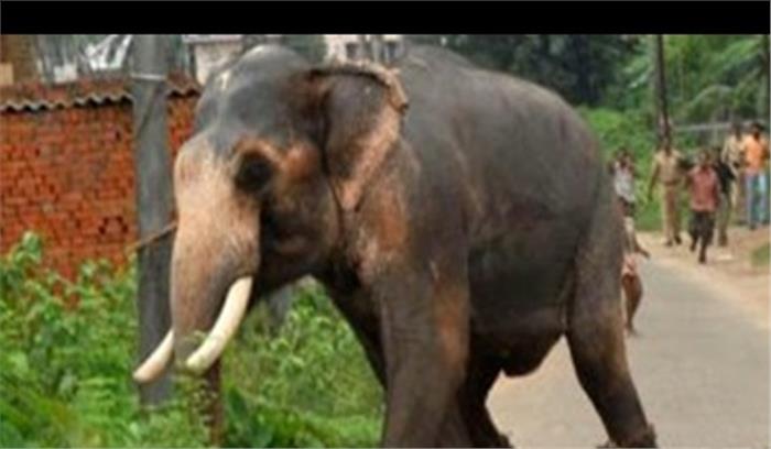 जशपुर में जंगली हाथी के कुचलने से बुजुर्ग महिला की मृत्यु