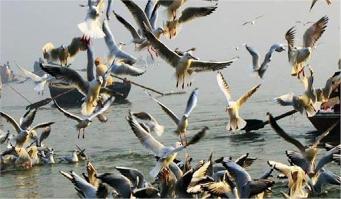 साइबेरियन पक्षियों से गुलजार संगम तट