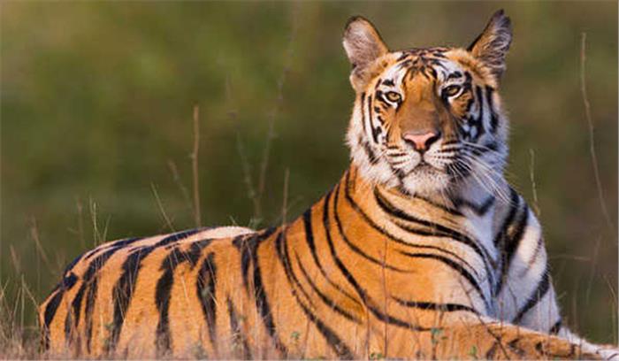 पीएफए ने मोदी से बाघों की कड़ी सुरक्षा की मांग की