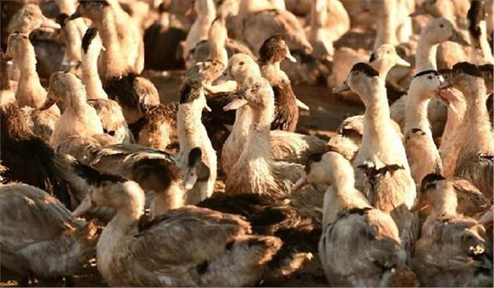 फिलीपींस: मनुष्यों में बर्ड फ्लू के संदिग्ध मामलों की निगरानी