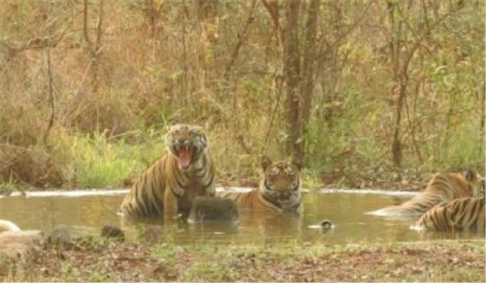 बेहोश किए जाने के कुछ ही मिनटों में बाघ की मौत
