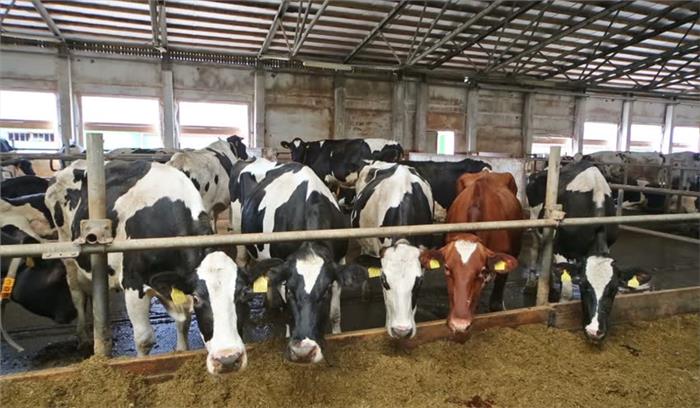 बजट 2019 : गायों के कल्याण के लिए कामधेनु योजना बजट 2019 : गायों के कल्याण के लिए कामधेनु योजना