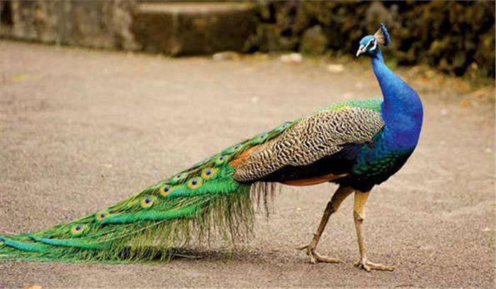 जहरीला चुग्गा खाकर 8 मोरों समेत कई पक्षी मरे