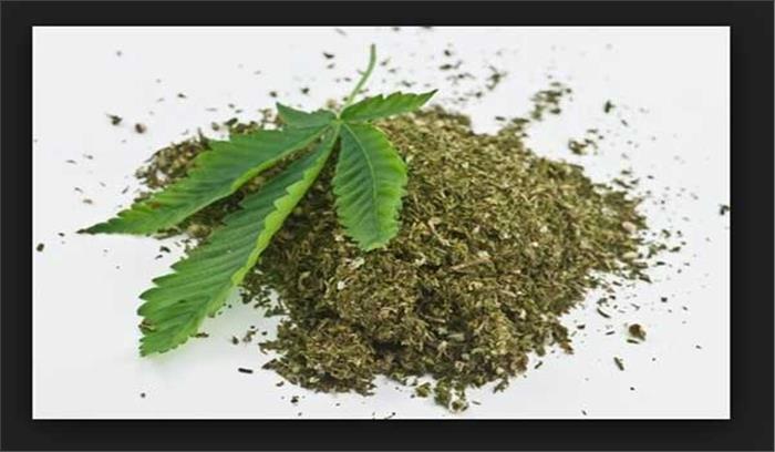 शिवपुरी: अवैध गांजा के साथ आरोपी गिरफ्तार