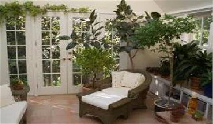 तीन पौधों को लगाने से घरों में मिलेगी शुद्ध हवा