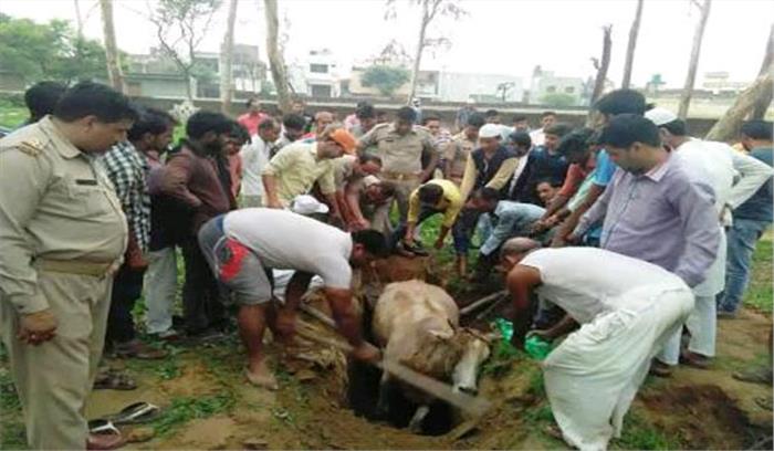 उप्र : मुस्लिम भाइयों ने गड्ढे में फंसी गाय की जान बचाई 