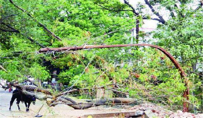 तेज आंधी से पेड़ गिरे, बिजली व्यवस्था बाधित