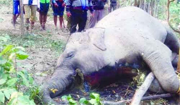 हाथियों की लड़ाई में हथनी की मौत