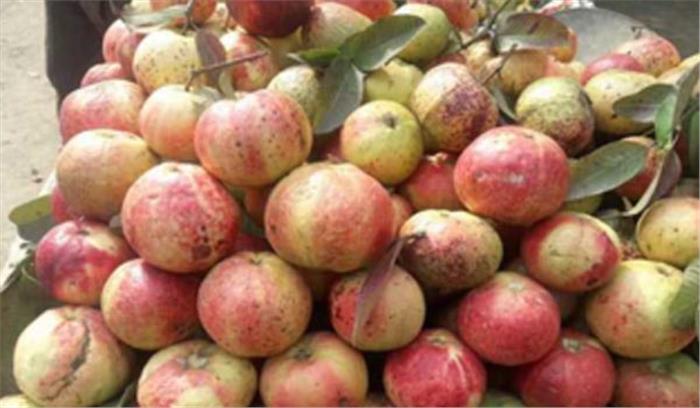 इलाहाबादी सफेदा अमरूद बना कल्पवासियों का पहला पसंद