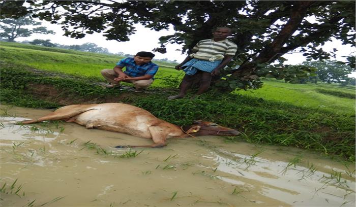 गाज गिरने से बैल की मौत 