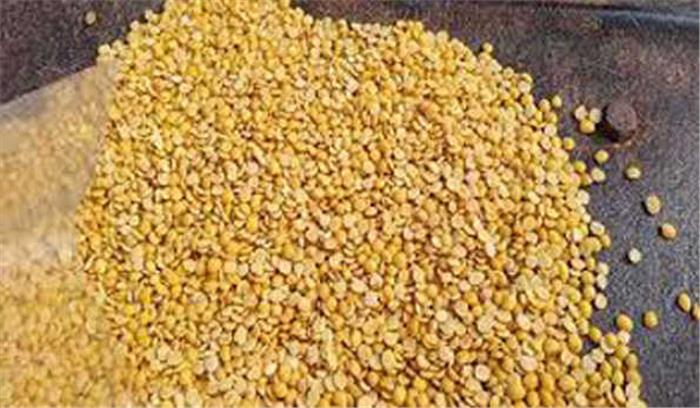 खेसारी दाल उत्पादन बढ़ाने का प्रयास तेज