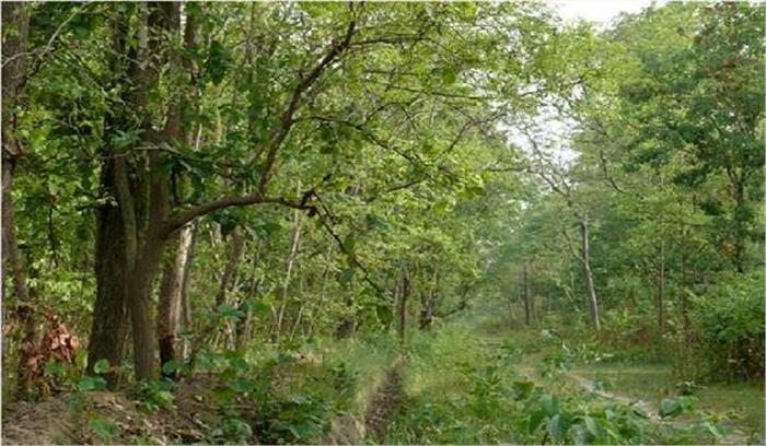 अवैध कटान राेकने पर वन विभाग सख्त