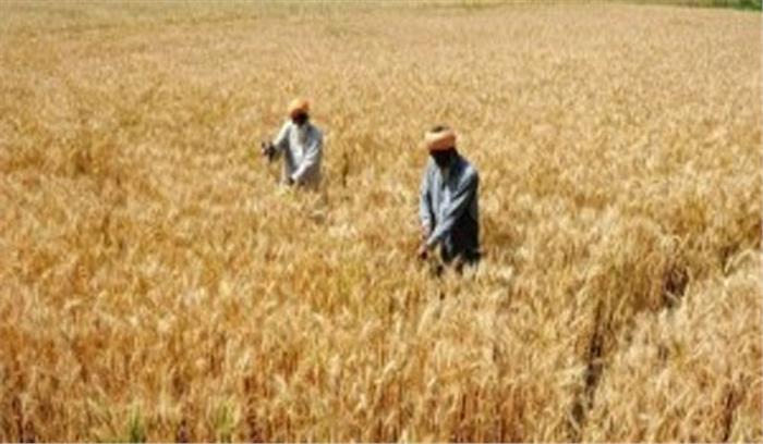 पंजाब, हरियाणा में गेहूं की खरीद 210 लाख टन के पार