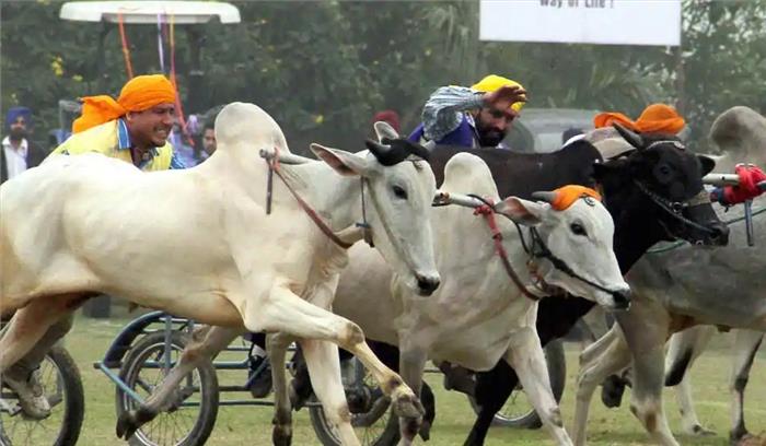 पंजाब सरकार ने किला रायपुर ग्रामीण खेल उत्सव में बैलगाड़ी दौड़ को दी अनुमति