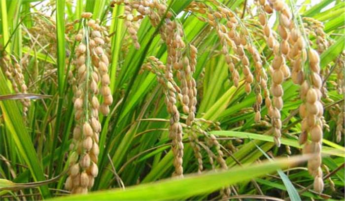 पंजाब और हरियाणा में धान की बंपर पैदावार हुई पंजाब और हरियाणा में धान की बंपर पैदावार हुई