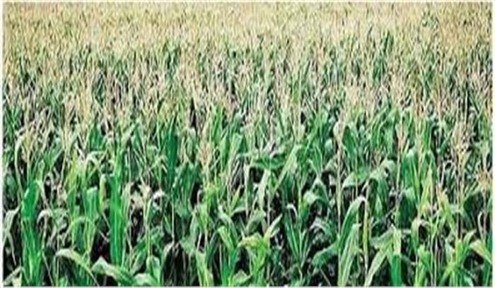 कृषि विभाग ने नकली कीटनाशक, खाद बेचने वालों के खिलाफ की कार्रवाई, 407 ठिकानों पर मारे छापे कृषि विभाग ने नकली कीटनाशक, खाद बेचने वालों के खिलाफ की कार्रवाई, 407 ठिकानों पर मारे छापे