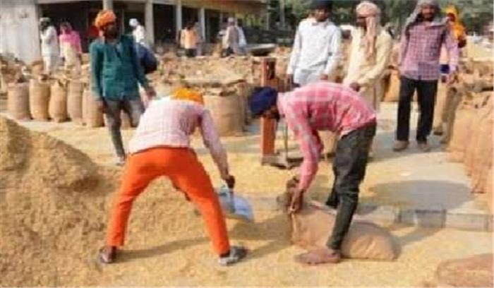 पंजाब, हरियाणा ने 240 लाख टन से अधिक धान खरीदे