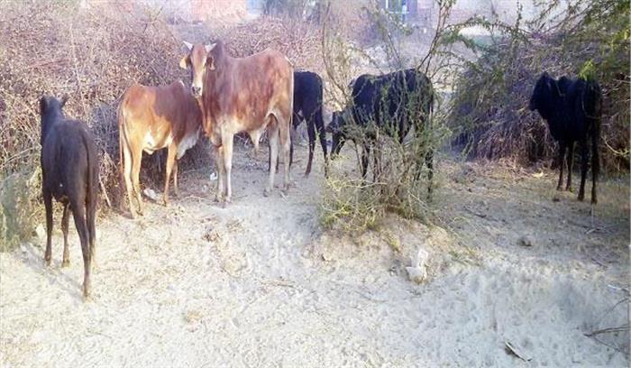 पंजाब में आवारा पशुओं की समस्या से परेशान होकर किसानों ने लगाया जाम