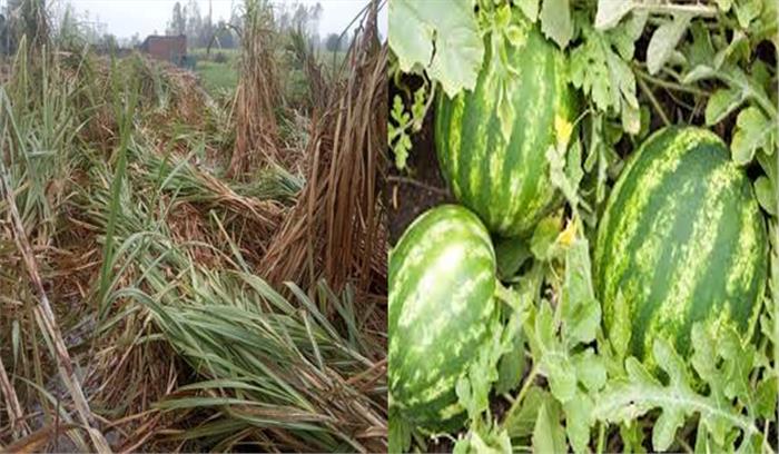 बारिश से गन्ना, तरबूज की फसल को भारी नुकसान