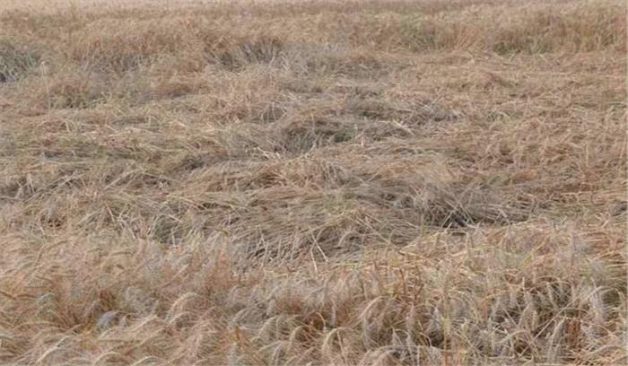 पूर्वाचल में आंधी-बारिश से फसलों को नुकसान