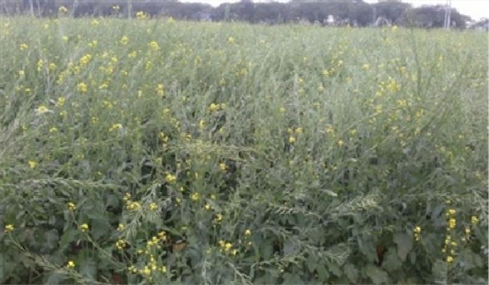 रबी फसल से हटे प्रतिबंध